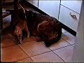 R.I.P. Simba R.I.P. Simba