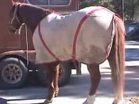 how to cure equine colic