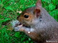 Filmed today at Mont Royal Parc in Montreal city!! Very nice squirrel, came very close to get some peanuts!!!
