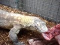 Komodo Dragon Carcass Feeding