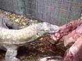 Komodo Dragon Carcass Feeding