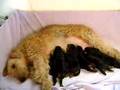 Airedale Terrier video