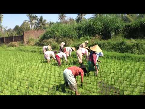 how to get rid of azolla