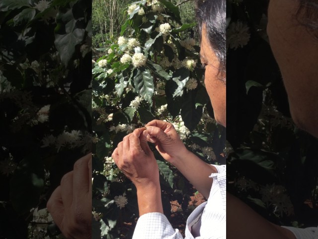 quá trình ong đi lấy phấn 2 quá trình ong đi lấy phấn 2