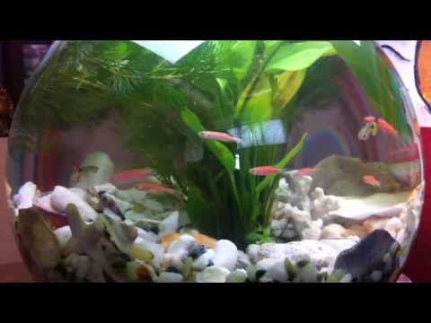 how to provide oxygen in fish bowl