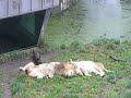 Lions get Christmas Tree