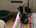 Hermi guarda la Tv