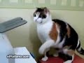 Los gatos mas graciosos del mundo