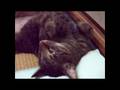 目を開けて寝る猫3