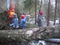 Puun kaatoa Virossa, cutting trees in Estonia Puun kaatoa Virossa, cutting trees in Estonia