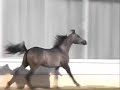 Safir Al Rayyan (Ashhal Al Rayyan x RN Farida) Safir Al Rayyan (Ashhal Al Rayyan x RN Farida)