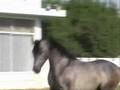 Safir Al Rayyan (Ashhal Al Rayyan x RN Farida)