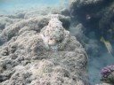 Brayka Bay House Reef Brayka Bay House Reef
