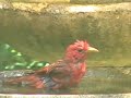 Summer Tanager (Male & Female)