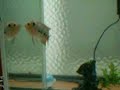 horn-fish