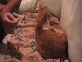 Subq fluid therapy for animals Subq fluid therapy for animals
