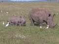 RHINOS! (Black and White) on Safari