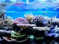 Bon's Reef Tank with VorTech MP40W