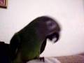 Jealous Tika - Dusky Headed Conure