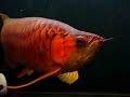Red Arowana 2