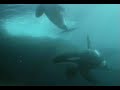 Baleias orcas dos oceanos