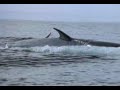 Baleias orcas dos oceanos