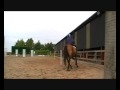 Flatwork Lesson on Herc 31/07/2008
