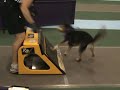Revolution Flyball -- Box Turns