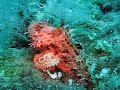 Scorpion Fish (Scorpaena Scrofa) at Kas, Turkey