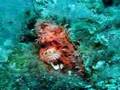 Scorpion Fish (Scorpaena Scrofa) at Kas, Turkey