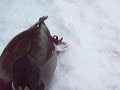 Flock Of Birds