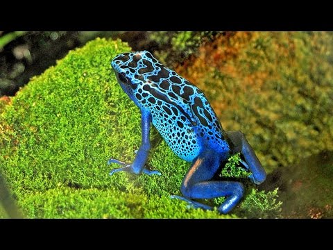LASY TROPIKALNE - seria Imax, cały film