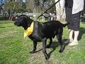 tucker - lab rescuers