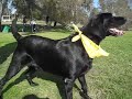 tucker - lab rescuers