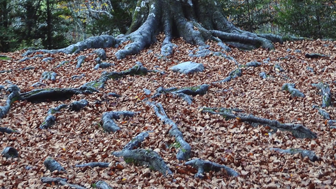 Ernesto Cortazar. Colors.