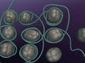 pcr.html
