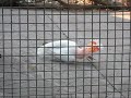 Major Mitchells Cockatoo, Taronga Zoo, Sydney
