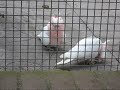 Major Mitchells Cockatoo, Taronga Zoo, Sydney