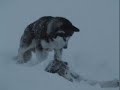 You Are Not Alone-Eight Below Clips