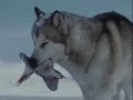 You Are Not Alone-Eight Below Clips