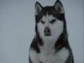 You Are Not Alone-Eight Below Clips