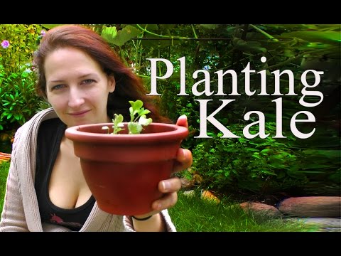 how to harvest dwarf kale