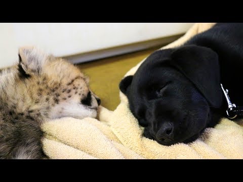 Play day for cheetah cub Winspear and Labrador puppy Amani! Play day for cheetah cub Winspear and Labrador puppy Amani!