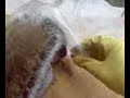 baging a squirrel