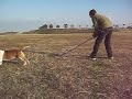 Staffordshire Bull Terrier /　スタッフォードシャーブルテリア