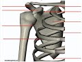 Anterior Bone Landmarks (Scapula)