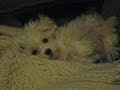 My Pup