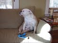 Brewski the itchy bulldog Brewski the itchy bulldog