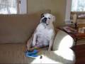 Brewski the itchy bulldog