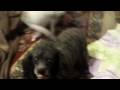 videos de GERT